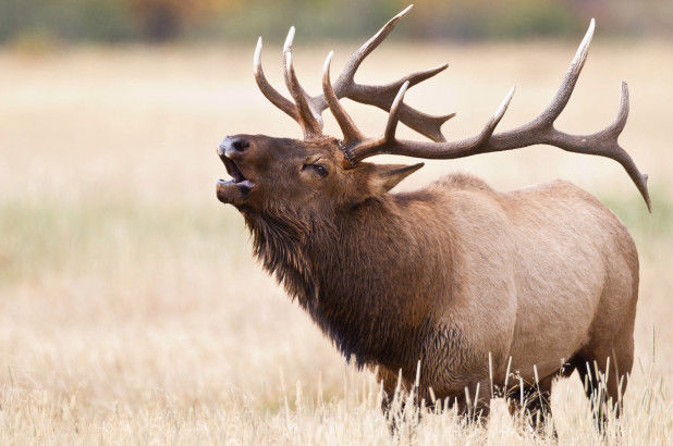 an elk